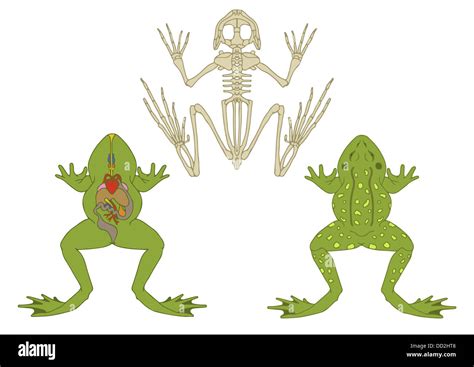 Zoology Anatomy Of Amphibian Cross Section And Skeleton Stock Photo