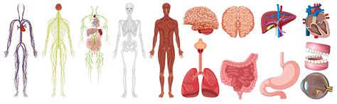Set Of Human Anatomy And Systems 434210 Vector Art At Vecteezy