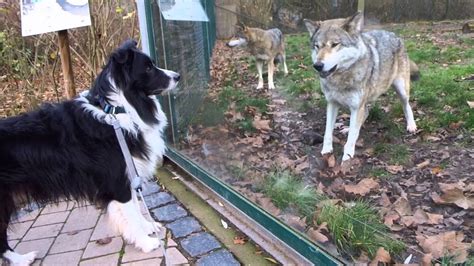 Wolf And Dog Friendly Encounter Youtube