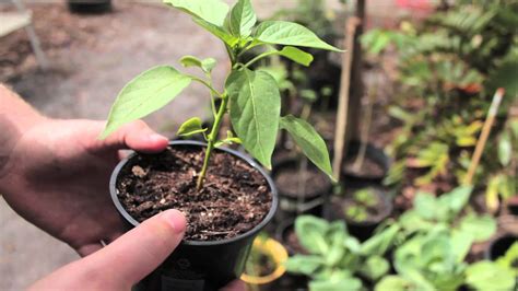 You can buy whichever type of. Grow Pepper Plants from Store Bought Peppers! Pt. 1 - Grow ...