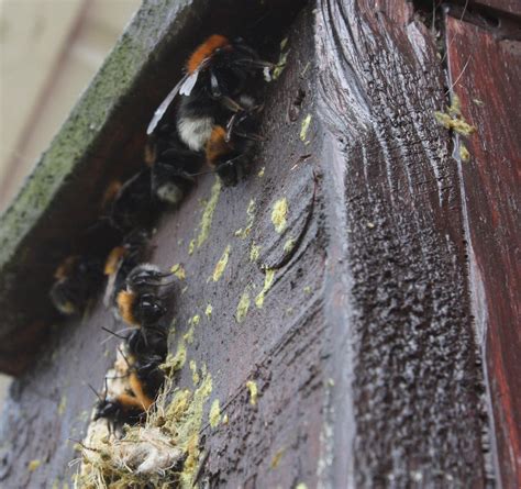 √ Bumble Bees Nesting In Wood How To Get Rid Of Carpenter Bees The