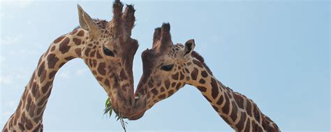 Johari the giraffe is pregnant, though her due date is a bit of a mystery. Giraffes Oliver and Johari