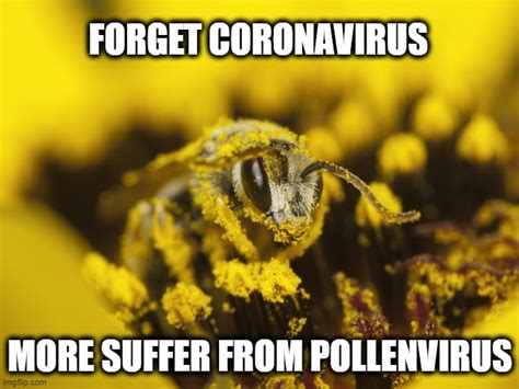 Pollen Memes And S Imgflip