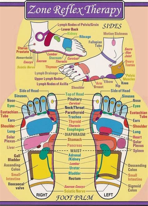 Foot Reflexology Chart Essential Oils And Aromatherapy