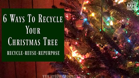 Ways To Recycle Your Christmas Tree My Homestead Life