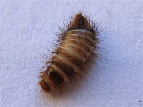 Carpet Beetle Larva Can It Be Related To Asthma Flare Whats That