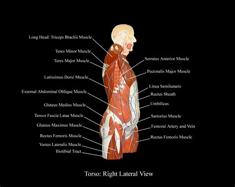 Muscles Of The Torso Model Anterior And Posterior Vie