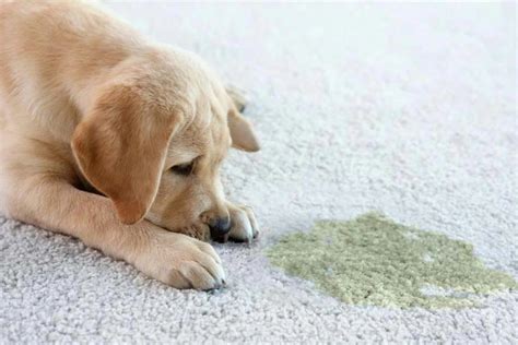 Clean Up Tips How To Get Dog Poop Out Of Carpet Easily And Effectively