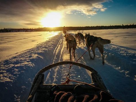 Husky Ride Through Lapland Wallpapers