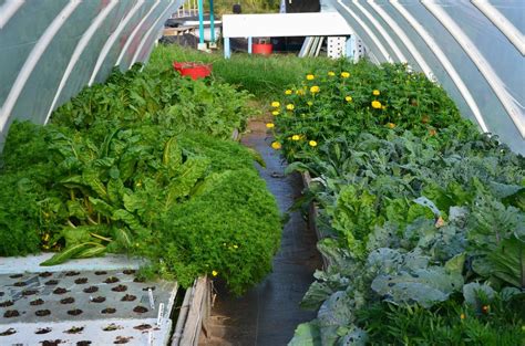 Systems can be configured with as few as three grow beds all the way up to eight. Starting Your Backyard Aquaponics System
