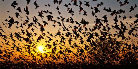 Jatinga Bird Suicidal Mystery Wonders Of India Blog 1 Musings