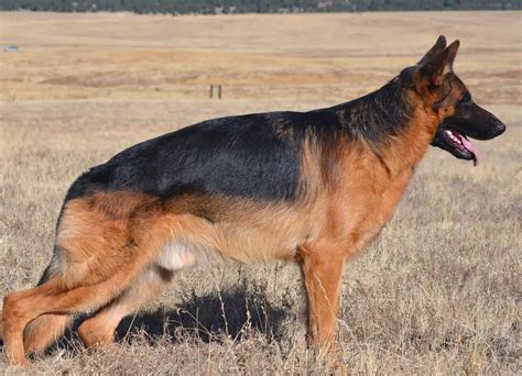 10 Best Long Haired German Shepherd Breeders The Good German Shepherd