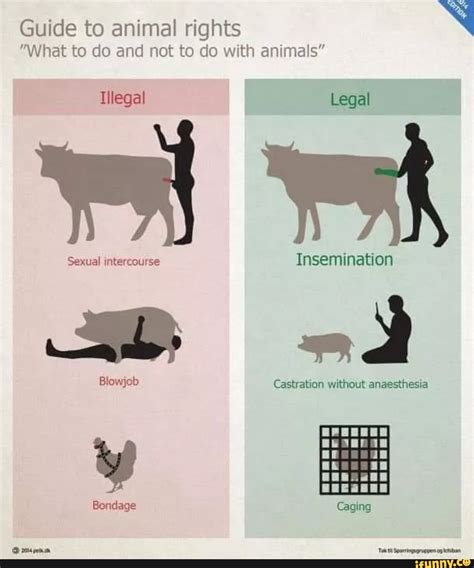Guide To Animal Rights N What To Do And Not To Do With Animals