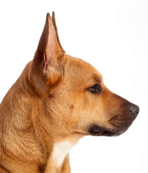 Premium Photo Profile Of The Head Of A Brown Dog