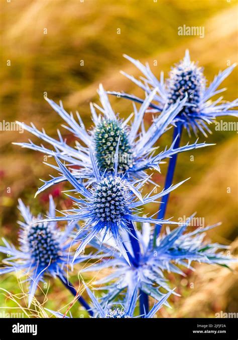 Blue Hobbit Sea Holly Eryngium Planum Flowers Stock Photo Alamy