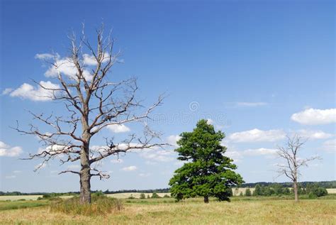 The Dried Up Tree Stock Image Image Of Arid Nature Field 7206215