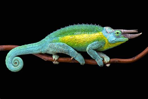 Wallpaper : male, Tanzania, colorful, dinosaur, bright, Kenya, reptile
