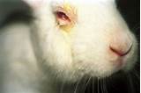 Photos of Animal Testing For Makeup