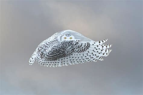 Snowy Owls 2024 Jim Zuckerman Photography And Photo Tours