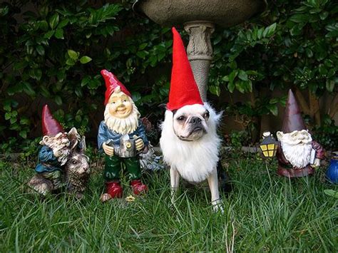 17 Best Images About Gnomes Dress Up On Pinterest Gnome Costume