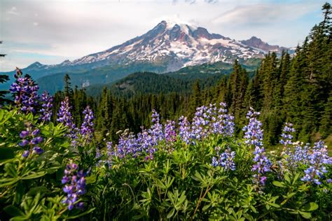 10 Epic Wildflower Hikes At Mt Rainier National Park Photos