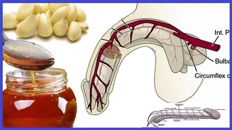 Health benefits of the indian gooseberry or amla can be attributed to the high vitamin c content. Why Garlic and Honey Good for Men Garlic Health Benefits ...