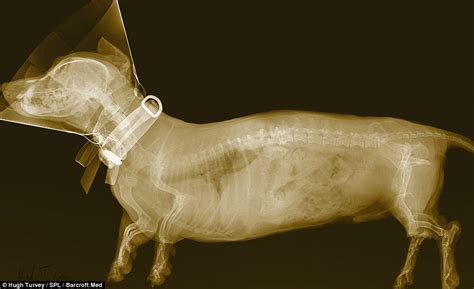 Artist Hugh Turvey Uses X Rays To Get Inside His Subjects Daily Mail