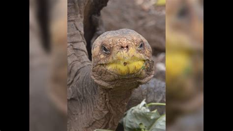 Sex Crazy Galapagos Tortoise Fathers 800 Saves Species
