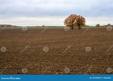Lone Trees In The Middle Of A Cultivated Field On A Cloudy Autumn