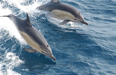 Filecommon Dolphin Noaa Wikipedia