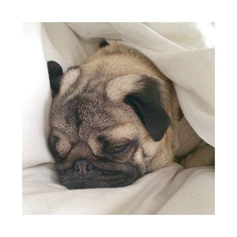 Pug In Blanket Pillow Cover - Top Pet Gifts