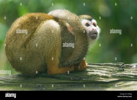 Common Squirrel Monkey Saimiri Sciureus Stock Photo Alamy