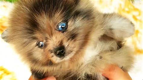 This Amazing Mini Blue Eyed Pomeranian Will Rock Your World Acai