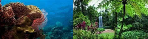 Great Barrier Reef And Luxury Daintree Rainforest Hot Getaways
