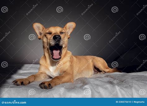 Funny Dog Yawning In The Morning Stock Photo Image Of Friend