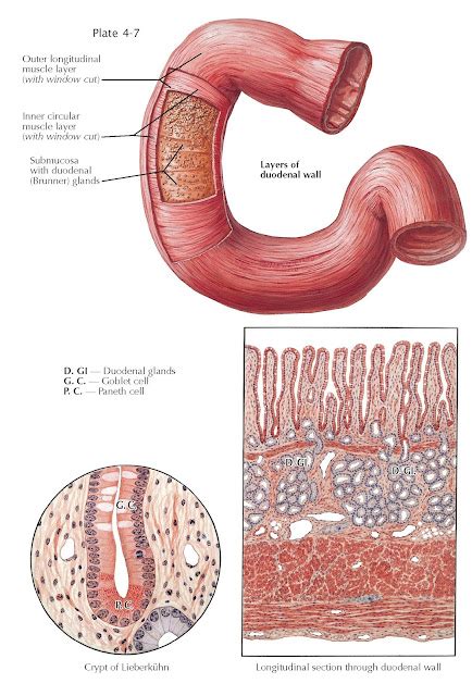 Structures Of Duodenum Pediagenosis