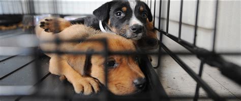 Pet Adoption Centers Near Me That Are Open - Anna Blog