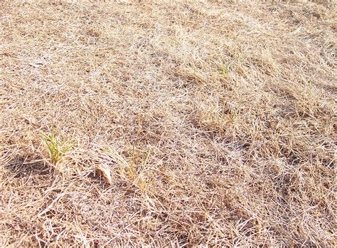 Free Photo Dried Up Grass Blade Ground Wilted Free Download Jooinn