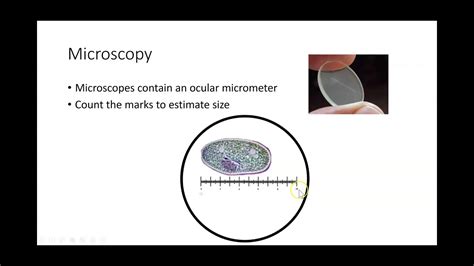 Using An Ocular Micrometer To Estimate Size Youtube