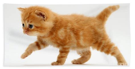 Orange Tabby Kittens Cute Kittens Photo 41521068 Fanpop