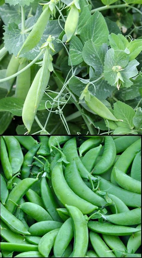 Planting And Growing Guide For Sugar Or Snap Peas Pisum Sativum Var