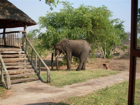 Senyati Safari Camp Budget Accommodation Deals And Offers Book Now