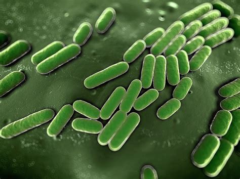 Bacteria Photograph By Sebastian Kaulitzki Fine Art America