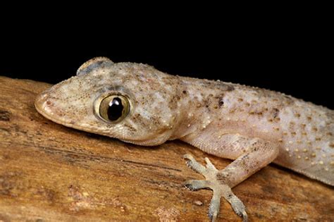 Halau Cicak Dari Rumah Anda Dengan 9 Petua Menarik Ni!