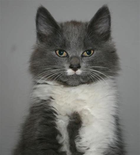 In fact, the title for the longest cat in the 2010 guinness world records was held by a cat of this breed. All About Cross-Breed Cats: Our Maine-Coon Ragdoll ...