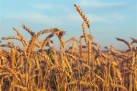 Healing Grain Scientists Develop Wheat That Fights Celiac Disease