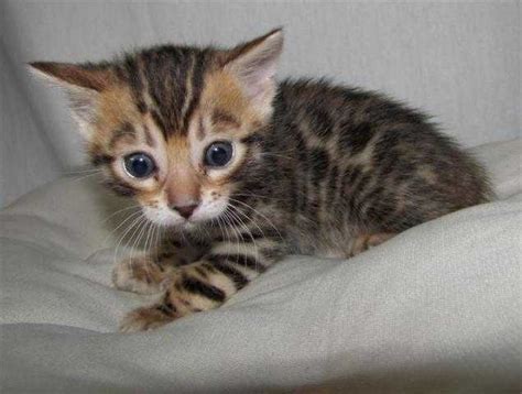 Bengal Kittens For Sale Adoption From Turramurra New South Wales