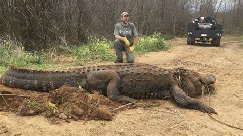 700 Pound Alligator So Large That People Thought It Was Fake Recovered