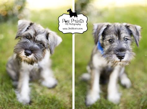 Puppies and dogs in indiana. {Miniature Schnauzers} Charlie & Schatzie » Paw Prints Pet Photography