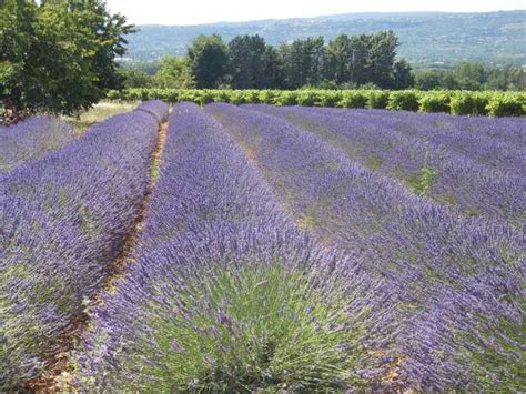 From Avignon Half Day Lavender Tour Of Luberon Getyourguide